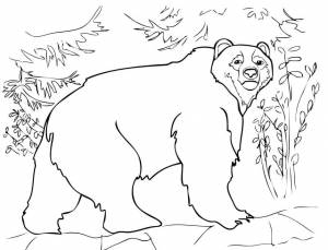 Раскраска Бурый медведь 17