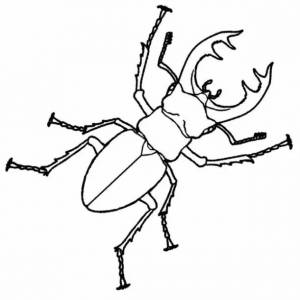 Раскраски Насекомые раскраски насекомые