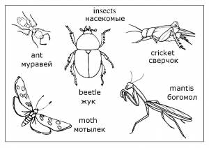 Раскраска некоторые виды насекомых