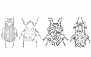 Насекомые жуки раскраска иллюстрация