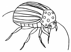 Колорадский жук