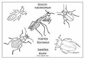 Раскраски жук, Раскраска насекомые жук бабочка муха кузнечик гусеница комар оса насекомые на английском языке Жук