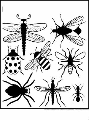 Раскраски Раскраска Мухи жуки насекомые Насекомые
