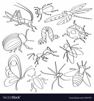 Раскраска жуки и насекомые