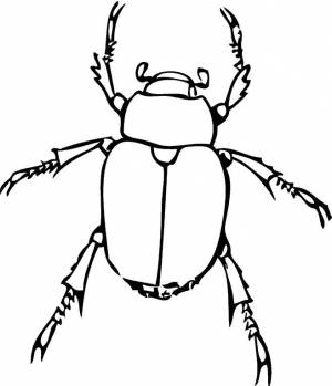 Раскраски Раскраска насекомые жук бабочка муха кузнечик гусеница комар оса насекомые на английском языке Жук, Раскраска жук навозник Жук