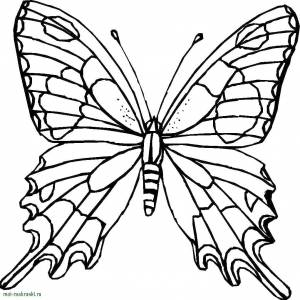Раскраски Раскраска Бабочка Насекомые