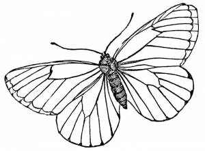 Раскраски насекомые, Раскраска простая бабочка Насекомые