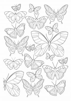 Картинка бабочка раскраска