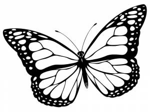 Раскраски насекомые, Раскраска Картинки бабочки для детей Насекомые