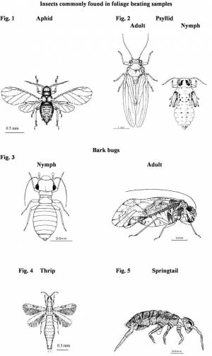 Раскраски Раскраска Разные виды насекомых Насекомые