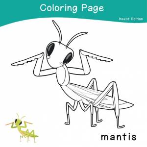 5 раскраски насекомых