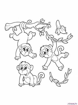 Раскраска обезьяны