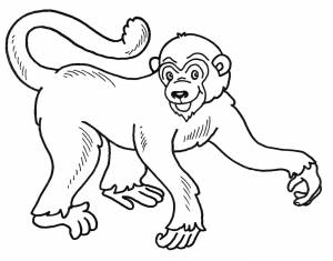 Раскраска Довольная обезьяна