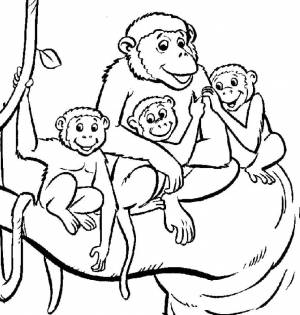 Раскраски Раскраска Обезьяны на дереве обезьяна