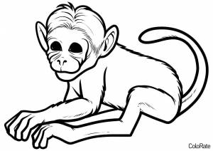 Раскраска Реалистичная обезьянка