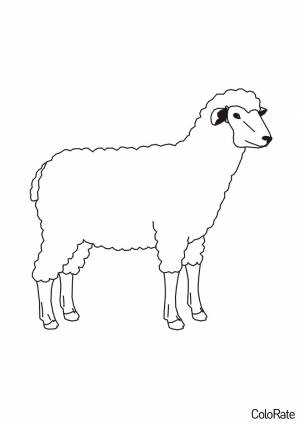 Раскраска Реалистичная овца