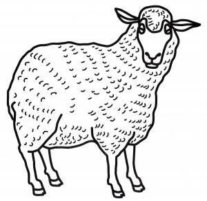 Раскраска Овца с густой шерстью