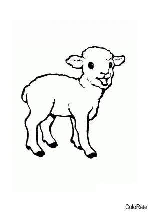 Раскраска Маленькая овечка