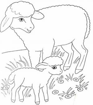 Раскраски Овца