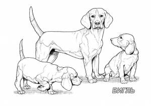 Раскраски собак, Раскраска Породы собак Бигль