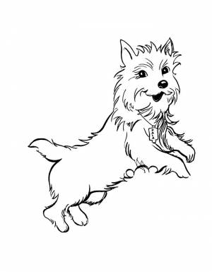 Раскраска маленькая собака