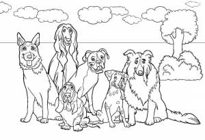 Раскраска «Породистые собаки»