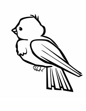 Раскраски Раскраска Воробей Контуры для вырезания птиц