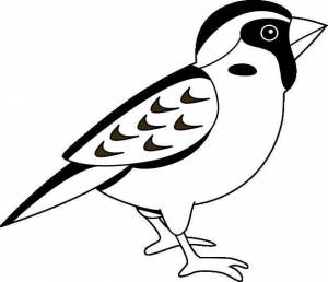 Раскраски птиц, Раскраска Воробей Контуры для вырезания птиц