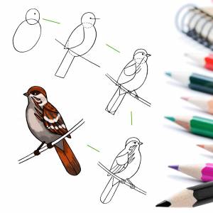 Рисуем карандашом птицу воробей