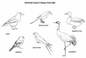 Перелетные птицы рисунок карандашом