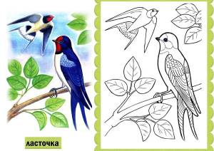 Картинки птицы весной для детей для распечатки