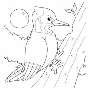 Раскраска дятел птица животное для детей