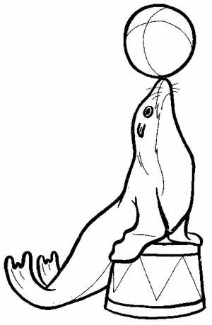 Раскраска Морской Котик