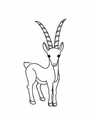 Раскраска Антилопа  картинку