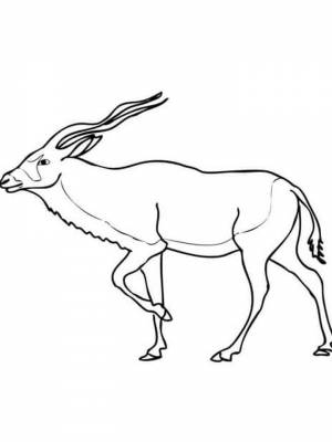 Раскраска Антилопа