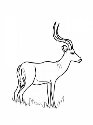 Раскраски Антилопа   в формате