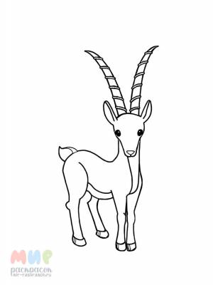 Раскраска Антилопа Гну