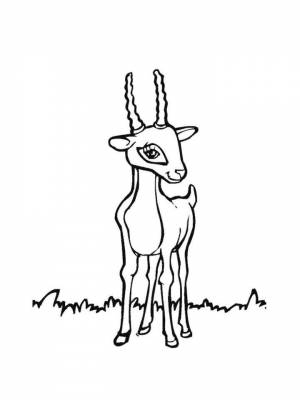 Раскраски Антилопа   в формате