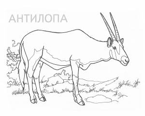 Раскраска Антилопа