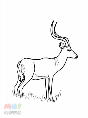 Раскраска Антилопа Куду