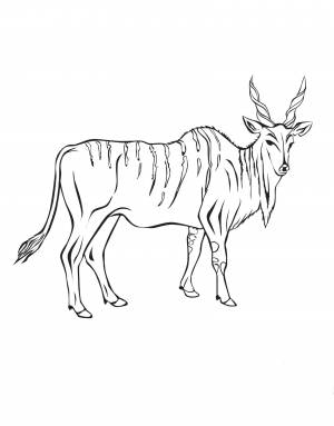 Раскраска Антилопа