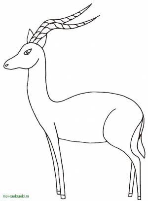 Раскраски Раскраска Газель дикие животные