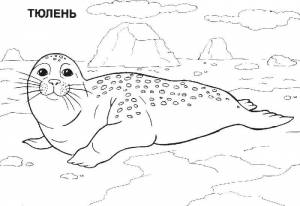 Раскраски Раскраска Тюлень на камнях Животные
