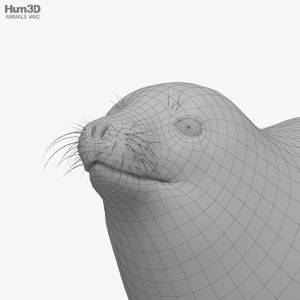 Тюлень Уэдделла 3D модель