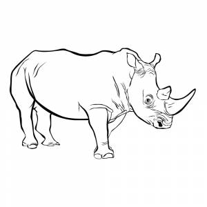Раскраска Носорог