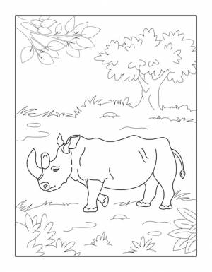 Раскраски носороги для детей раскраски диких животных для детей