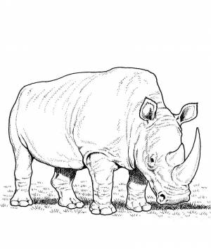 Раскраска Носоро 6