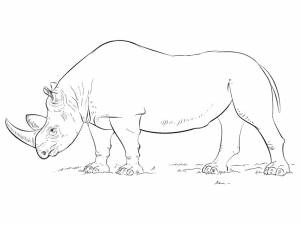 Раскраска милый носорог