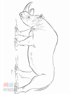 Раскраска Носорог