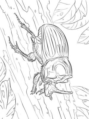 Жук носорог